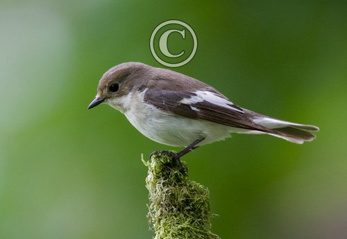 Female Pied Flycatcher DM0884